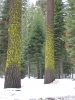 PICTURES/Sequoia National Park/t_Sequoia Trees2.JPG